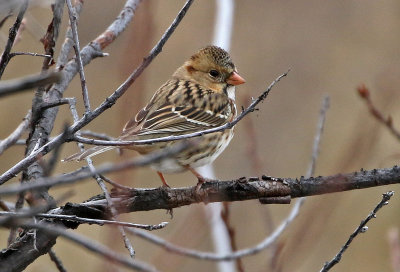 Harris's Sparrow 2019-11-17