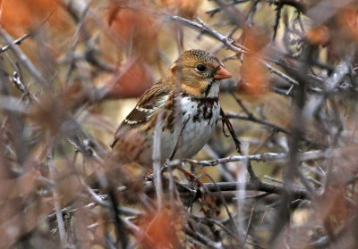 Harris's Sparrow 2019-11-17