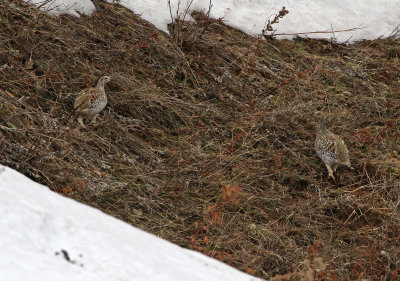 Sharp-tailed Grouse 2019-11-17