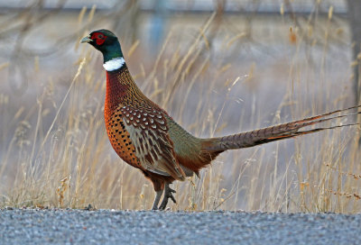 Ring-necked Pheasant 2019-11-17