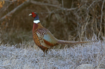 Ring-necked Pheasant 2019-11-17