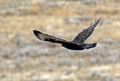 Red-tailed Hawk 2019-11-17