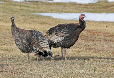 Wild Turkey 2019-11-17