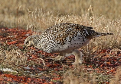 Sharp-tailed Grouse 2019-11-17