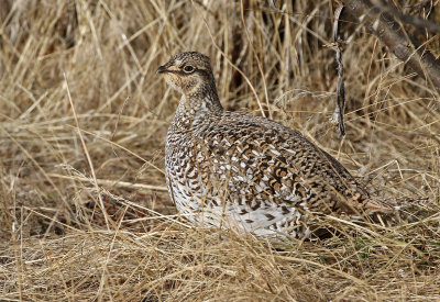 Sharp-tailed Grouse 2019-11-17