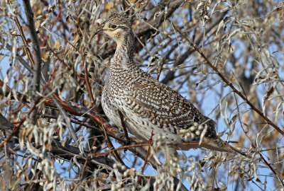 Sharp-tailed Grouse 2019-11-17