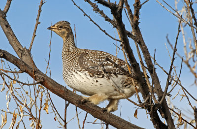 Sharp-tailed Grouse 2019-11-17