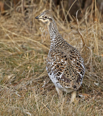 Sharp-tailed Grouse 2019-11-17