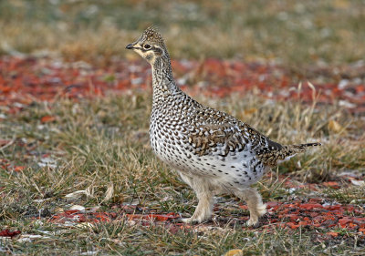 Sharp-tailed Grouse 2019-11-17