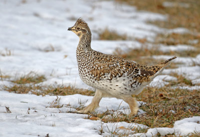 Sharp-tailed Grouse 2019-11-17