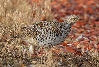 Sharp-tailed Grouse 2019-11-17
