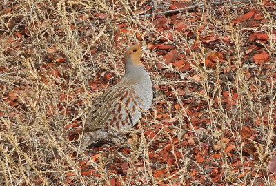 Gray Partridge 2019-11-17