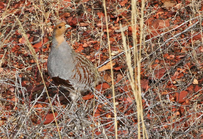 Gray Partridge 2019-11-17