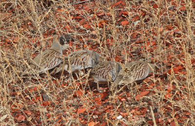 Gray Partridge 2019-11-17