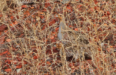 Gray Partridge 2019-11-17