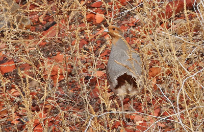 Gray Partridge 2019-11-17