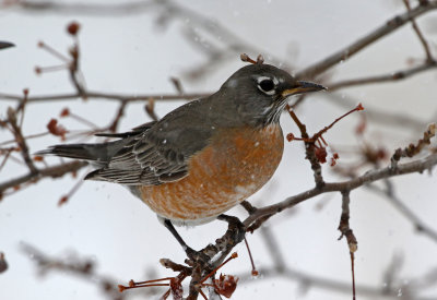 American Robin 2019-11-26