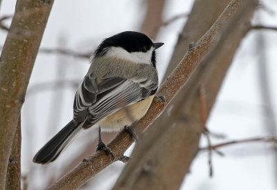 Black-capped Chickadee 2019-11-26