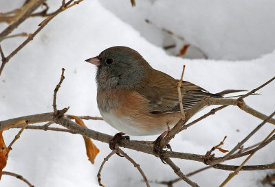 Dark-eyed Junco 2019-11-26