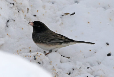 Dark-eyed Junco 2019-11-26