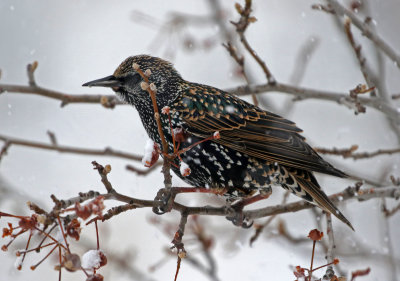 European Starling 2019-11-26