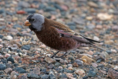 Gray-crowned Rosy-Finch 2019-12-22