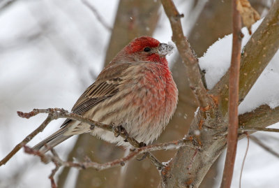 House Finch 2019-11-26
