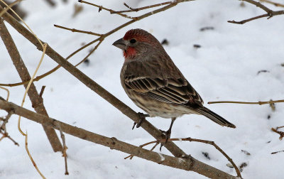 House Finch 2019-11-26