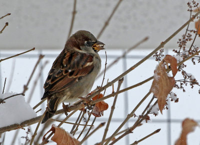 House Sparrow 2019-11-26
