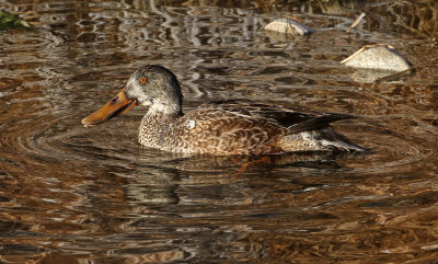 Northern Shoveler 2019-12-19