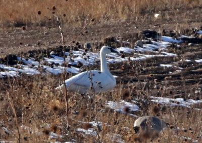 Tundra Swan 2019-11-24