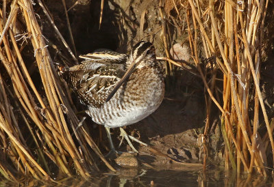 Wilson's Snipe 2019-12-06