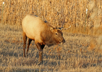 Elk 2019-11-13