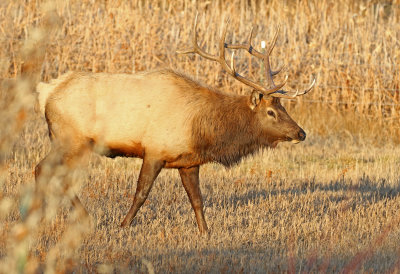 Elk 2019-11-13