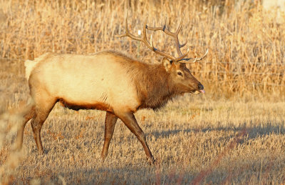 Elk 2019-11-13