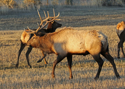 Elk 2019-11-13