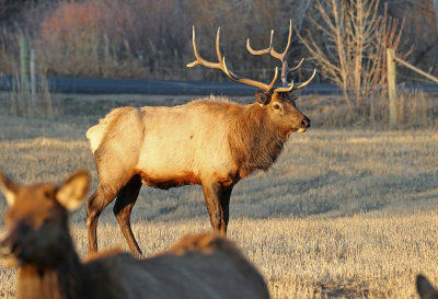 Elk 2019-11-13