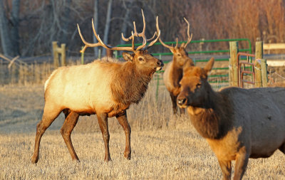 Elk 2019-11-13