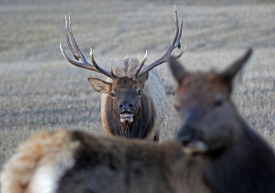 Elk 2019-11-13