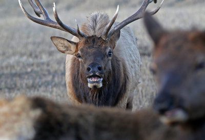 Elk 2019-11-13