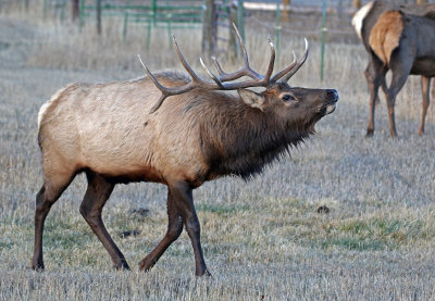 Elk 2019-11-13