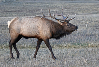Elk 2019-11-13