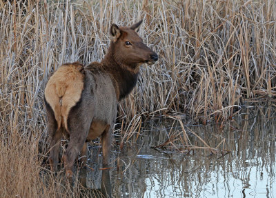 Elk 2019-11-13