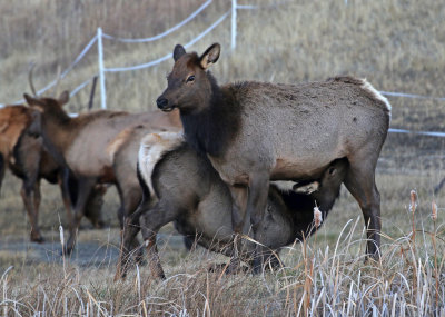 Elk 2019-11-13