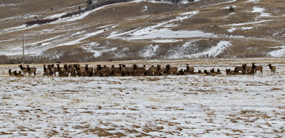 Elk 2019-12-22