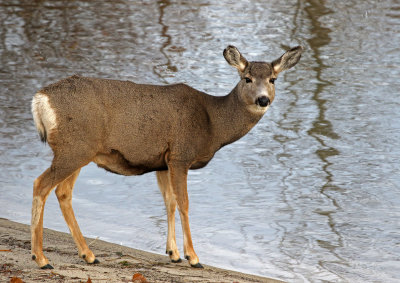 Mule Deer 2019-11-17