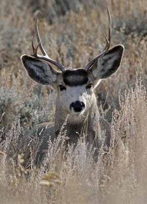 Mule Deer 2019-11-17