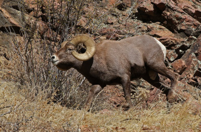 Rocky Mountain Bighorn Sheep 2019-11-12