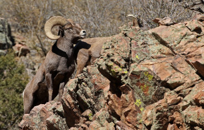 Rocky Mountain Bighorn Sheep 2019-11-12