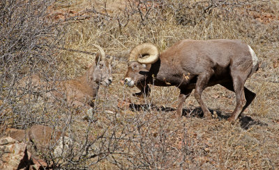 Rocky Mountain Bighorn Sheep 2019-11-12